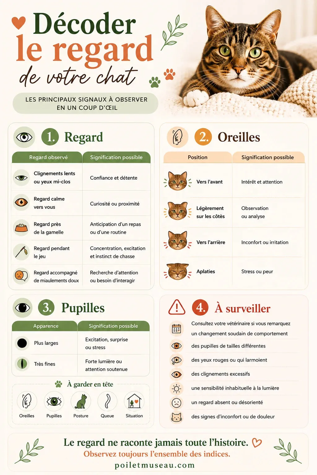 Aide-mémoire pour comprendre le regard du chat et reconnaître les principaux signaux du langage corporel félin.
